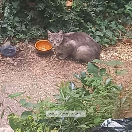 Picture of cat found at Spezet