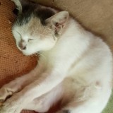 Potchi