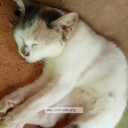Photo 1/1 Potchi Cat lost in Rizal