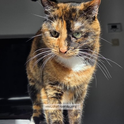 Foto 1/1 Piricha Kat vermist in Bruxelles