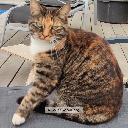 Foto 1/5 Chatouille Kat vermist in Pietrain