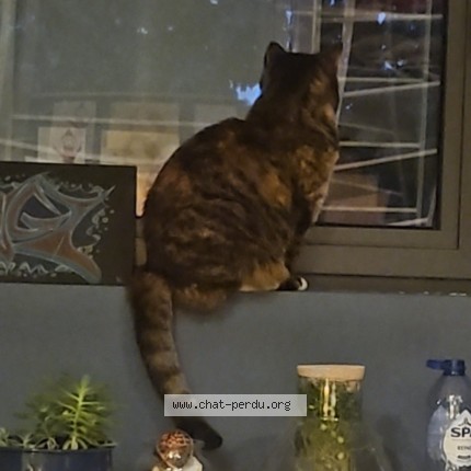 Foto 2/5 Chatouille Kat vermist in Pietrain