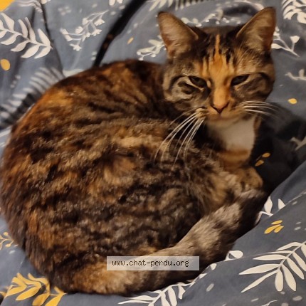 Foto 3/5 Chatouille Kat vermist in Pietrain