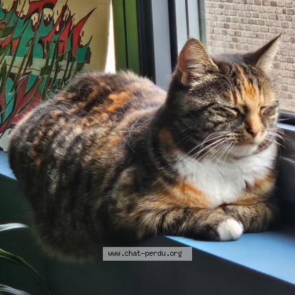 Foto 4/5 Chatouille Kat vermist in Pietrain