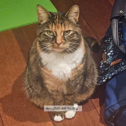 Foto 5/5 Chatouille Kat vermist in Pietrain