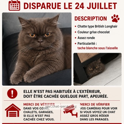 Foto 1/1 winnie Kat vermist in La Bouverie