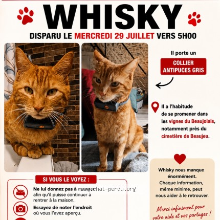 Photo of a cat found in Beaujeu