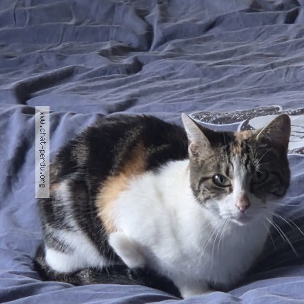 Foto 1/3 Octavia Kat vermist in Dison