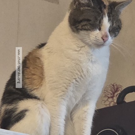 Foto 2/3 Octavia Kat vermist in Dison