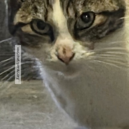 Foto 3/3 Octavia Kat vermist in Dison