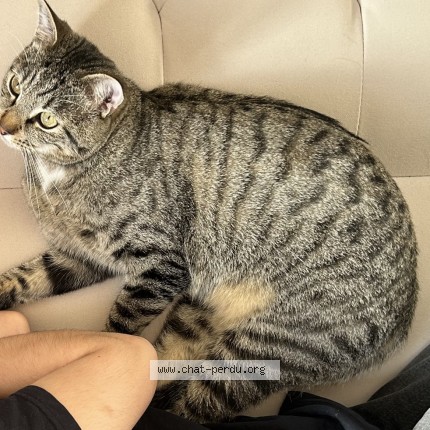 Photo of a cat found in Saint Gilles Croix De Vie