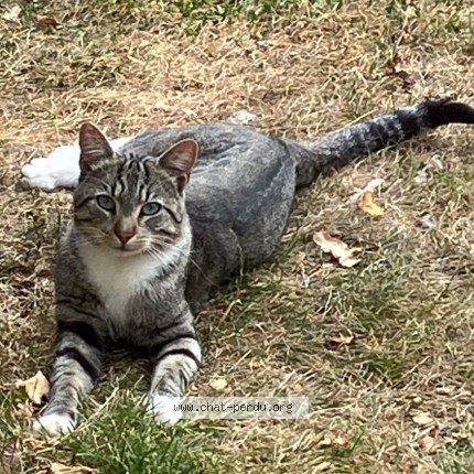 Foto 1/1 Tigrou Kat vermist in Marbais