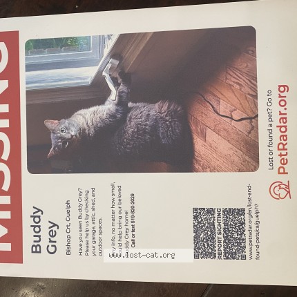 Photo 1/1 Buddy Grey Cat lost in Guelph