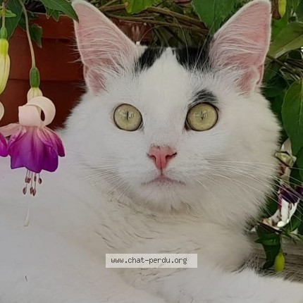 Foto 1/1 Ulysse Kat vermist in Anhee