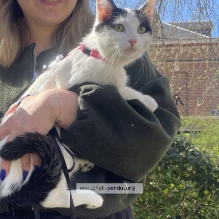 Photo of a cat found in Beauvais