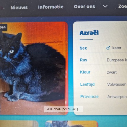 Foto 1/1 Kat gevonden Gevonden in Kalmthout
