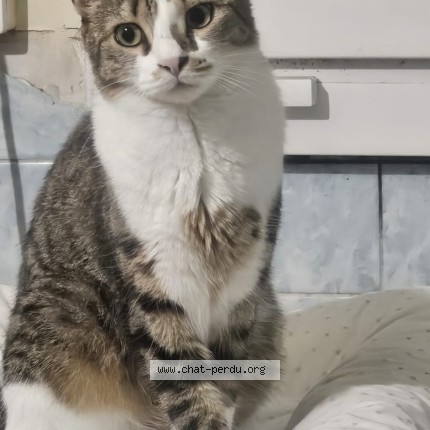 Photo of a cat found in Dombasle Sur Meurthe