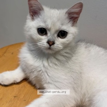Foto 1/1 Ragnark Kat vermist in Anderlecht