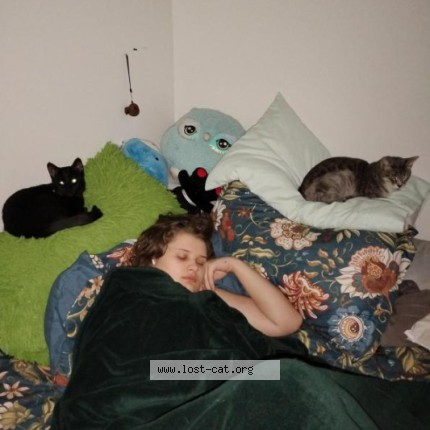 Photo 1/1 Pepper Cat lost in Edmonton