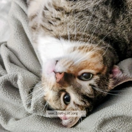 Photo 1/1 Barbara Cat lost in Moline