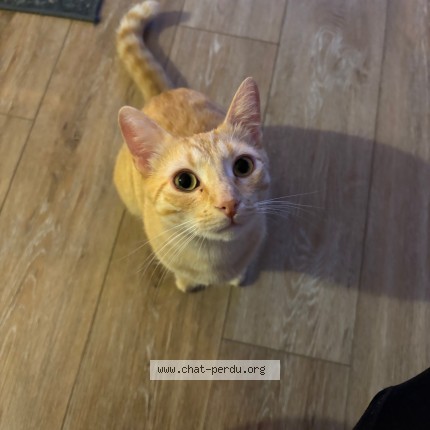 Photo of a cat found in Bayonne