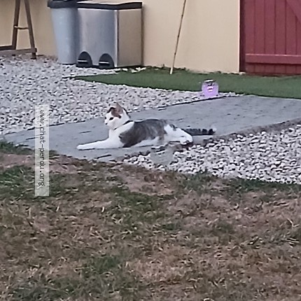 Photo of a cat found in Moulismes