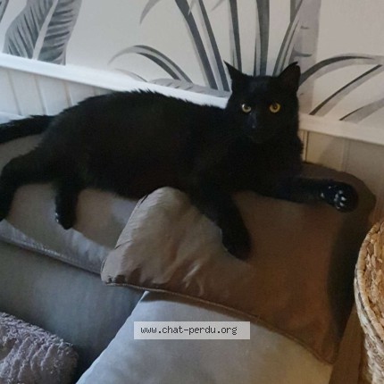Photo of a cat found in Le Mee Sur Seine