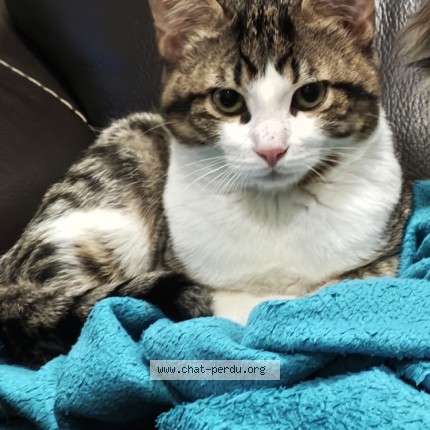 Photo of a cat found in Janville En Beauce