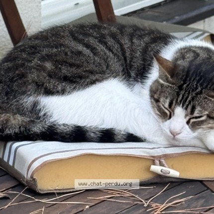Photo of a cat found in Merignac