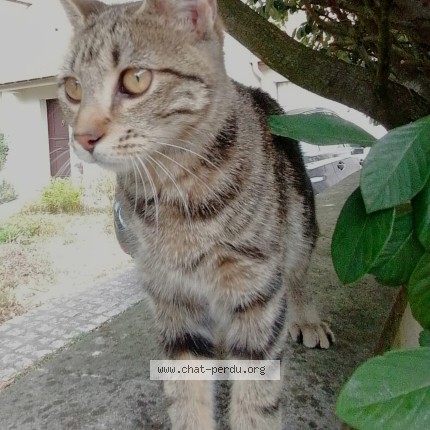 Photo of a cat found in Vauhallan