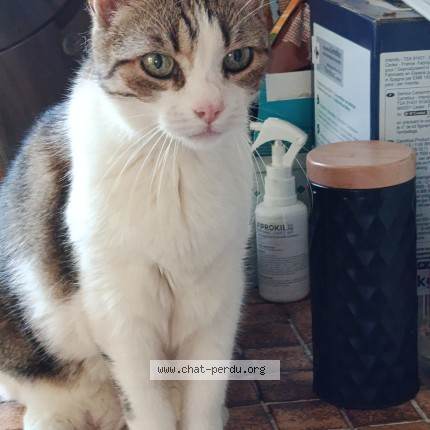 Photo of a cat found in Marignane