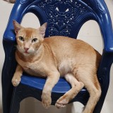 lalya