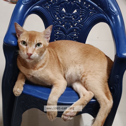 Photo 1/1 lalya Cat lost in Dombivali