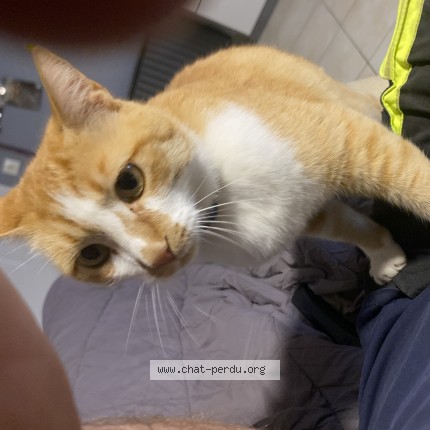 Photo of a cat found in Romans Sur Isere