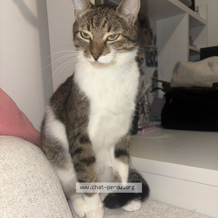 Foto 1/1 nicky Kat vermist in Anderlecht