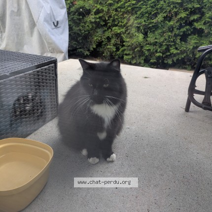 Photo 1/1 Found cat Found in Magog