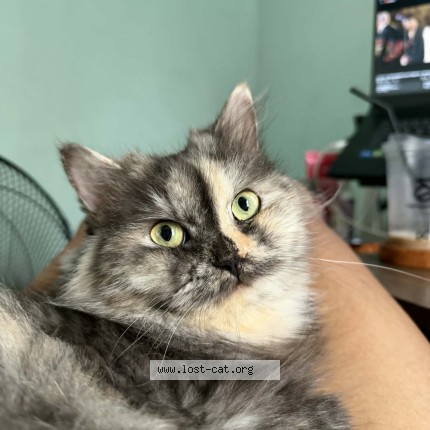Photo 1/1 Nina Cat lost in Mandaluyong