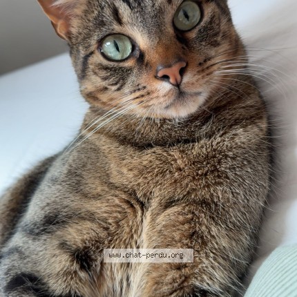 Photo of a cat found in Plaisir