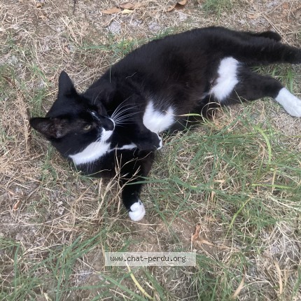 Photo of a cat found in Montpellier