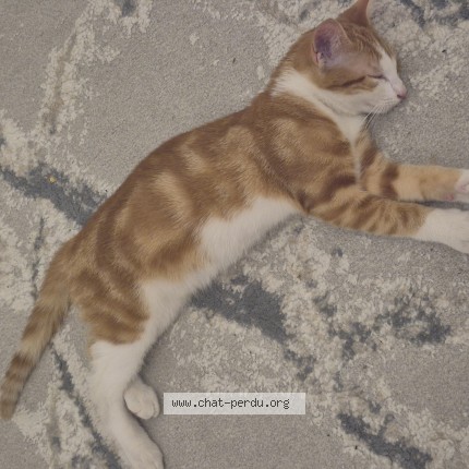 Foto 1/1 Kat gevonden Gevonden in Verviers