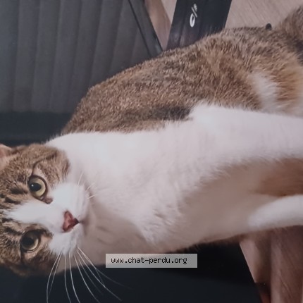 Photo of a cat reunited in Ploufragan