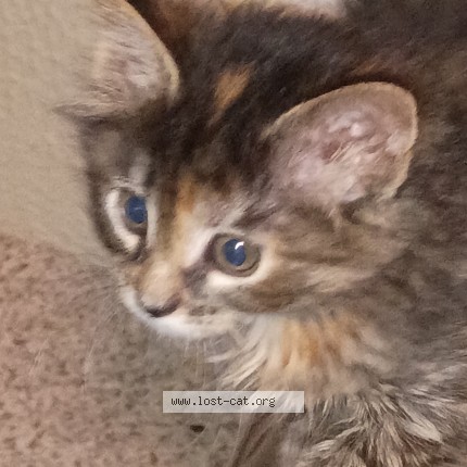 Photo 1/1 Aphid Cat lost in Kelso