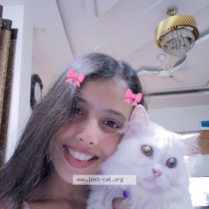 Photo 1/1 Eda Cat lost in Nagpur