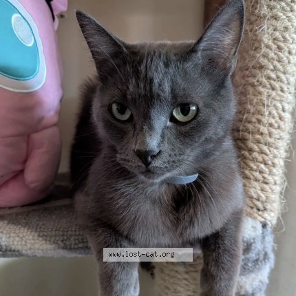 Photo 1/1 Absolam Cat lost in Santee