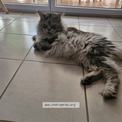 Photo of a cat found in Tournefeuille