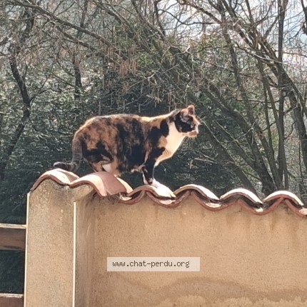 Photo of a cat found in Domgermain