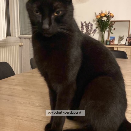 Photo of a cat found in Plobsheim