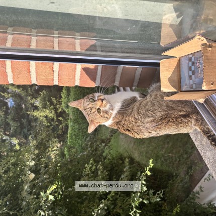 Foto 1/1 Kat teruggevonden Vermist in Bruxelles