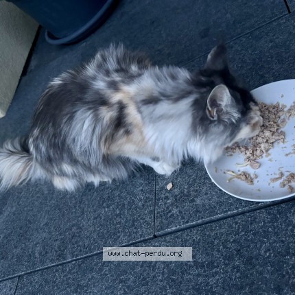 Foto 1/1 Gefundene Katze Gefunden in Yens