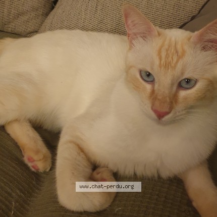 Photo of a cat found in Martigues